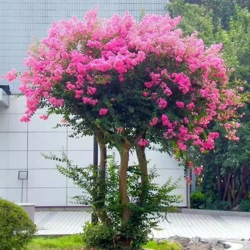 【一物一拍】紫薇树庭院阳台种植耐寒耐热花期长花量大