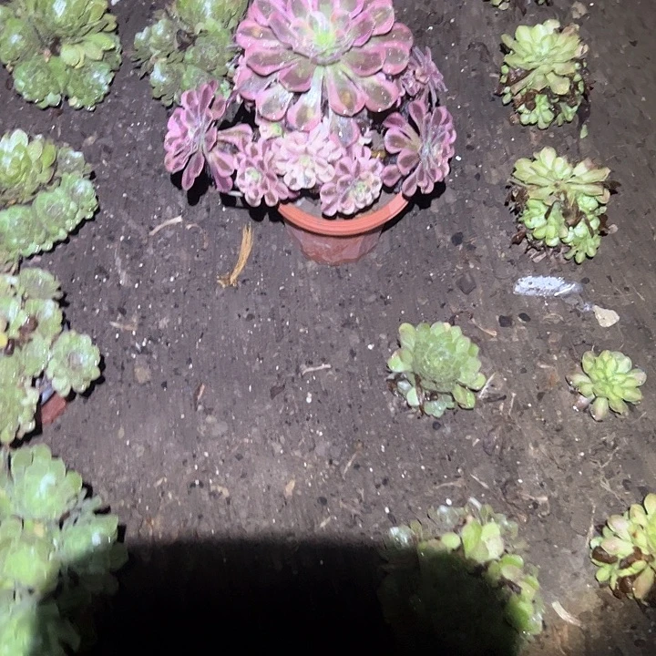 多肉植物一物一拍44号