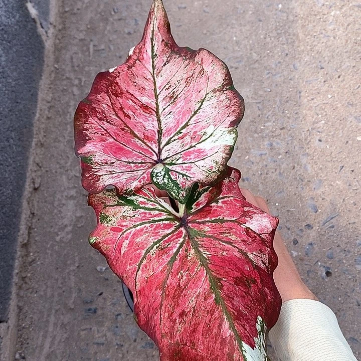 188-0205 泰国彩叶