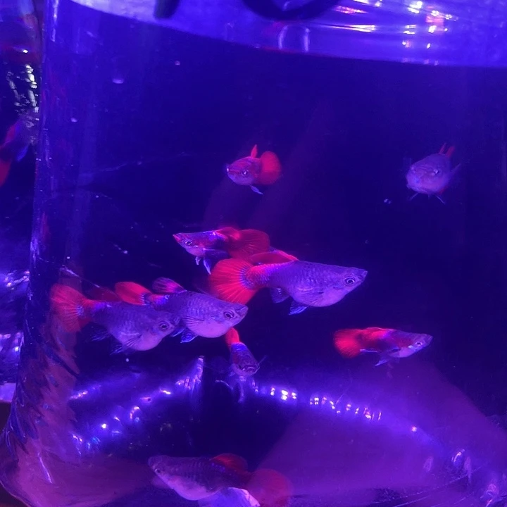 孔雀鱼10条深海蓝短球