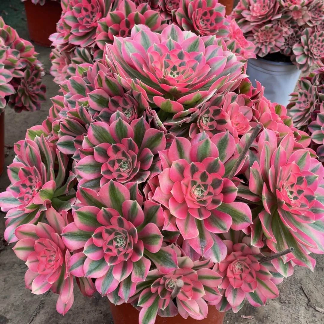 904粉女巫大大捧花精品法师多肉