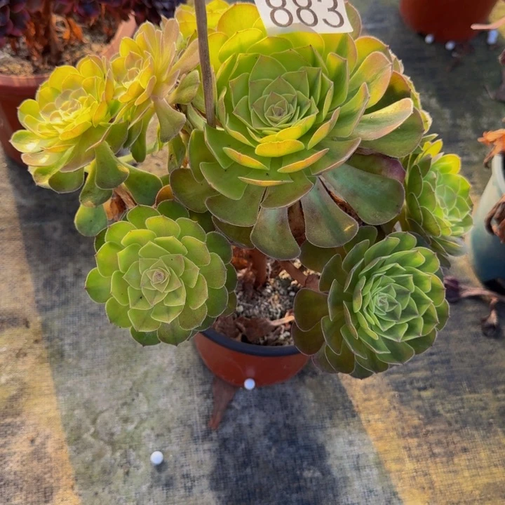 善***意0000000883雨荷00000