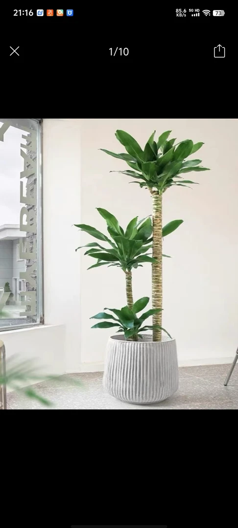 荷花铁土球发货。微折叶不售后。图片仅供参考