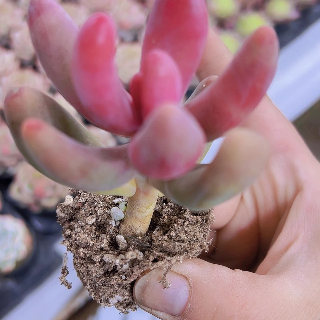 红手指19包邮多肉