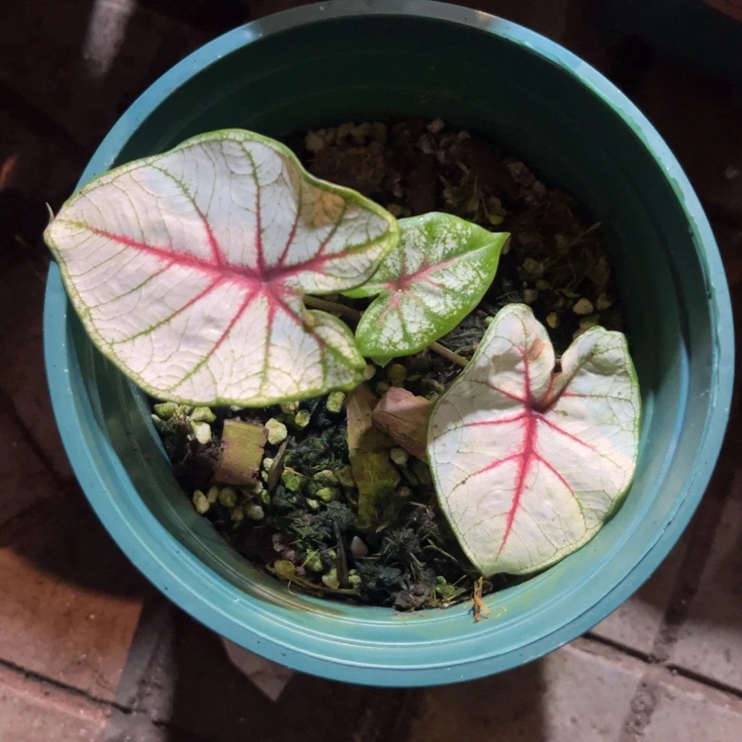 沼****完全开放3753泰彩