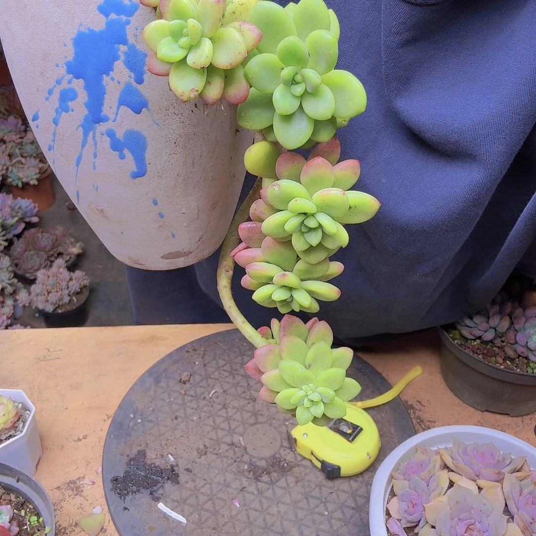 是***呀香格里拉一颗一物一拍