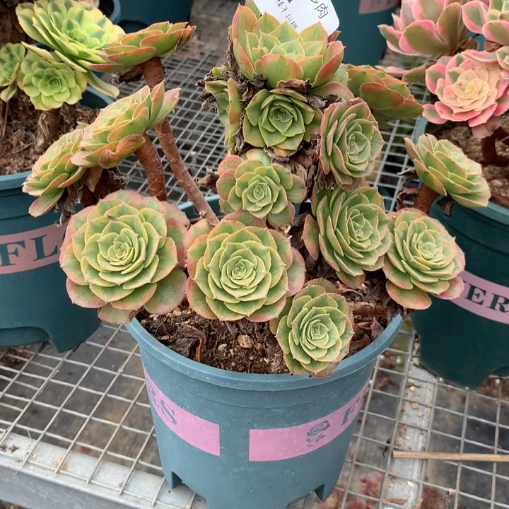 621火狐多肉植物特价
