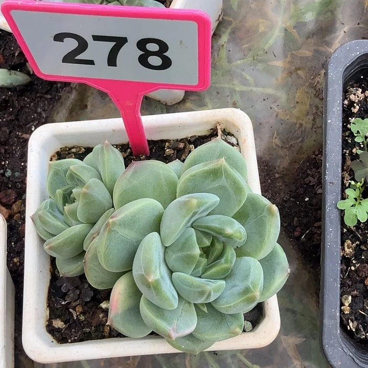 多肉植物一物一拍278