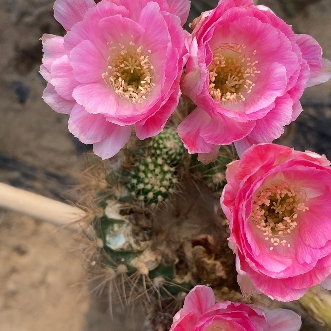 丽 融化侧芽歪4公分左右