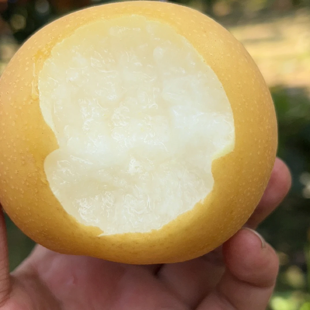 【送货上门】正宗山东秋月梨新鲜当季现摘大果薄皮脆甜多汁