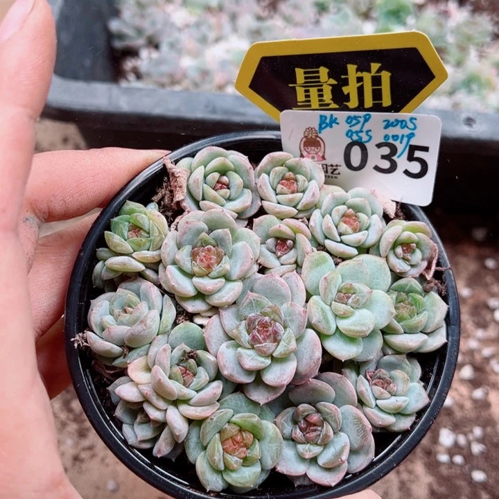 多肉植物多肉植物