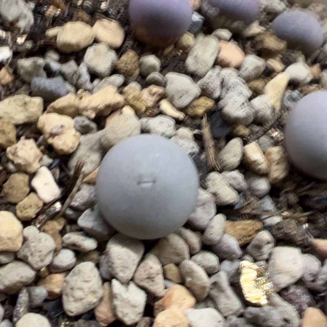 超级v嘴多肉植物多肉