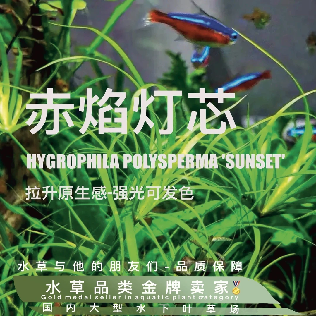 ADA紫焰灯芯（100%水下叶）原生感超强，无碳可养有碳状态更好