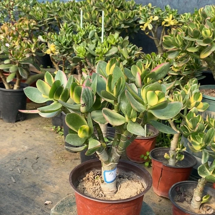 新花月锦一物一拍