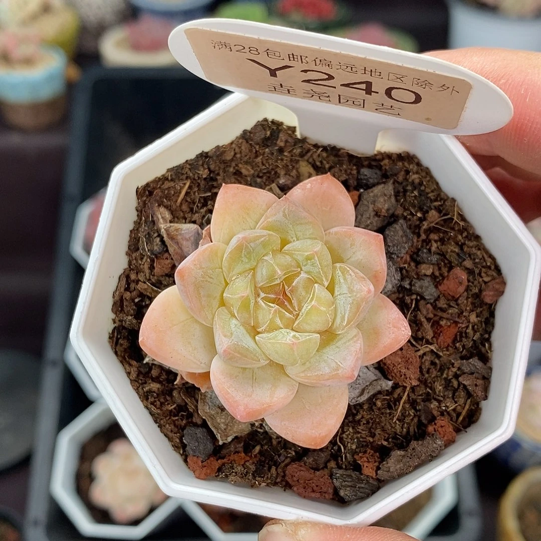 0240 冰玉杂交 3.5cm