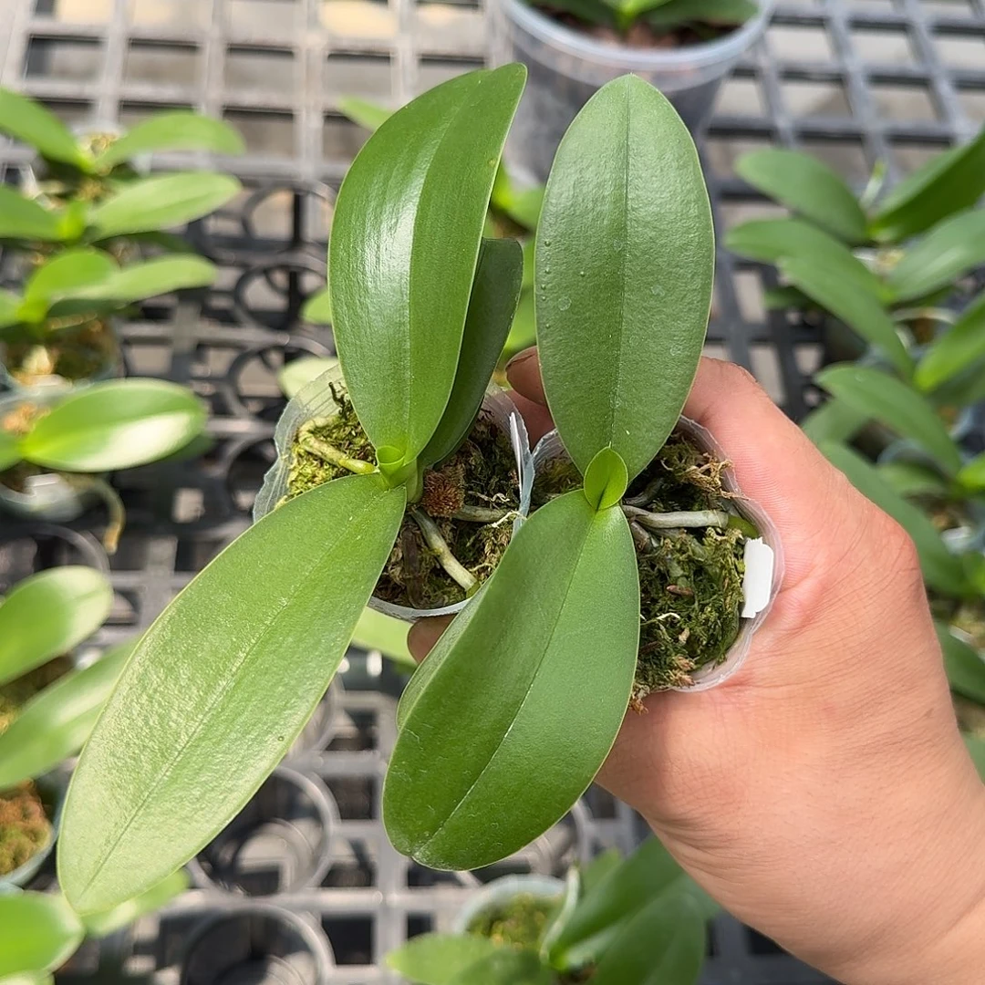 当前无花栽培后可以开花梦幻女郎1.7苗2颗