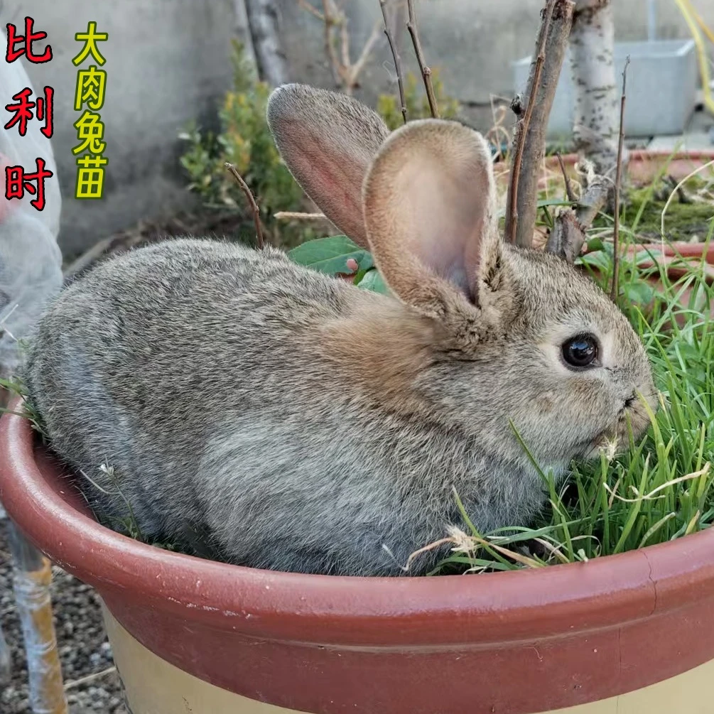 比利时兔子活物大型肉兔苗月月兔公母一对可繁殖种兔可食用兔活体