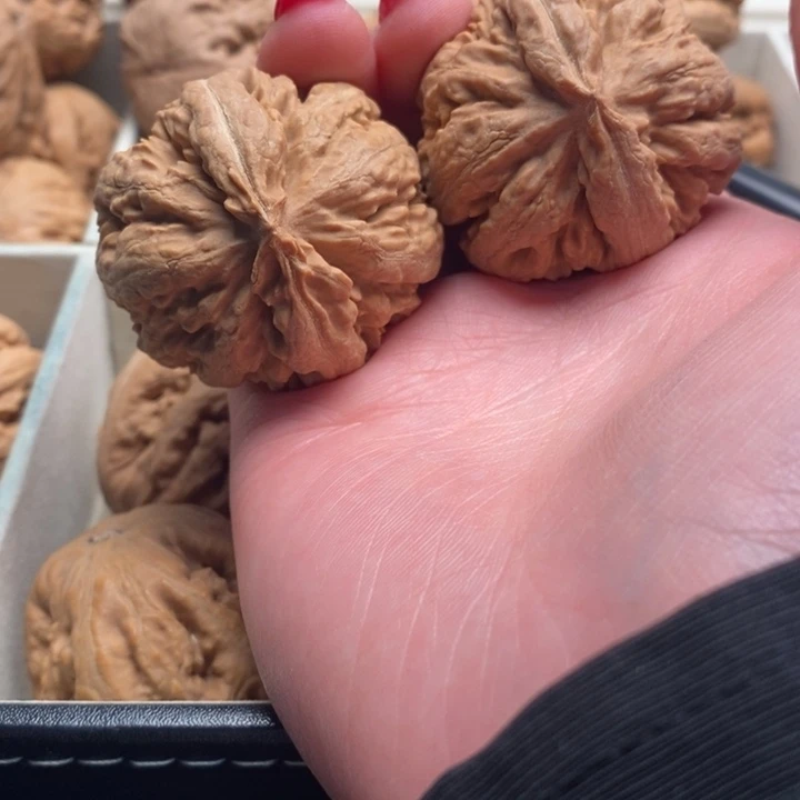 *****霸王龙全品无修一刀没动