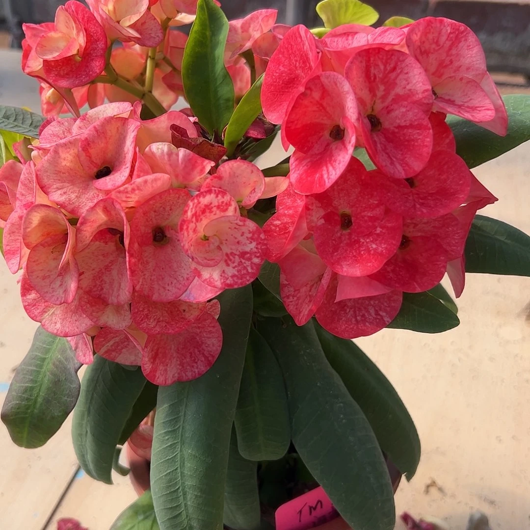 闪耀星星泰国大花虎刺梅