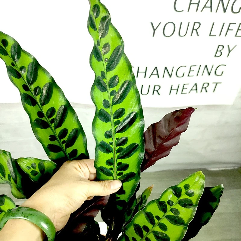 猫眼竹芋 室内观叶植物盆栽花卉绿植