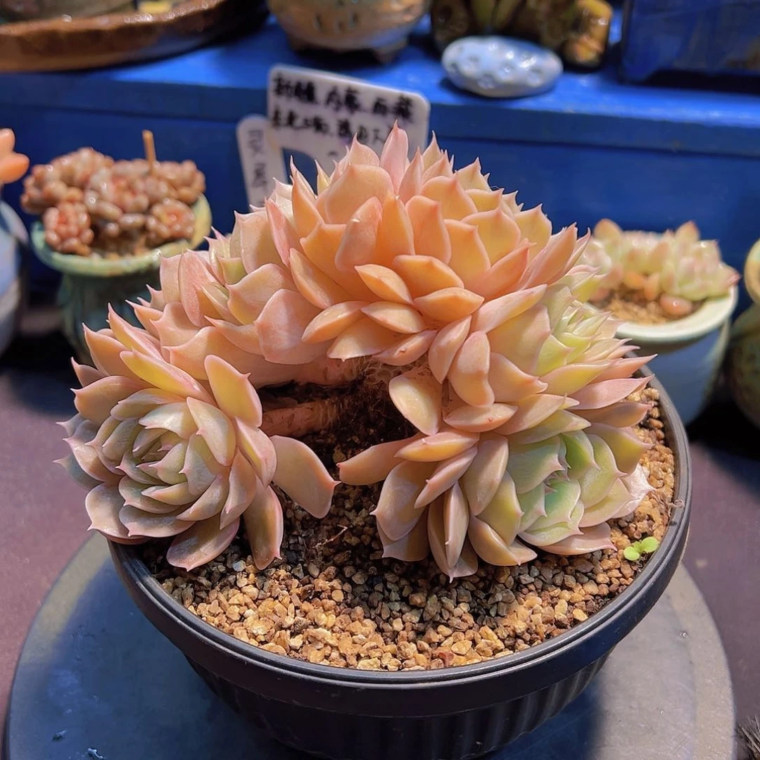 是****✨粉昂斯诺，裸根发货，