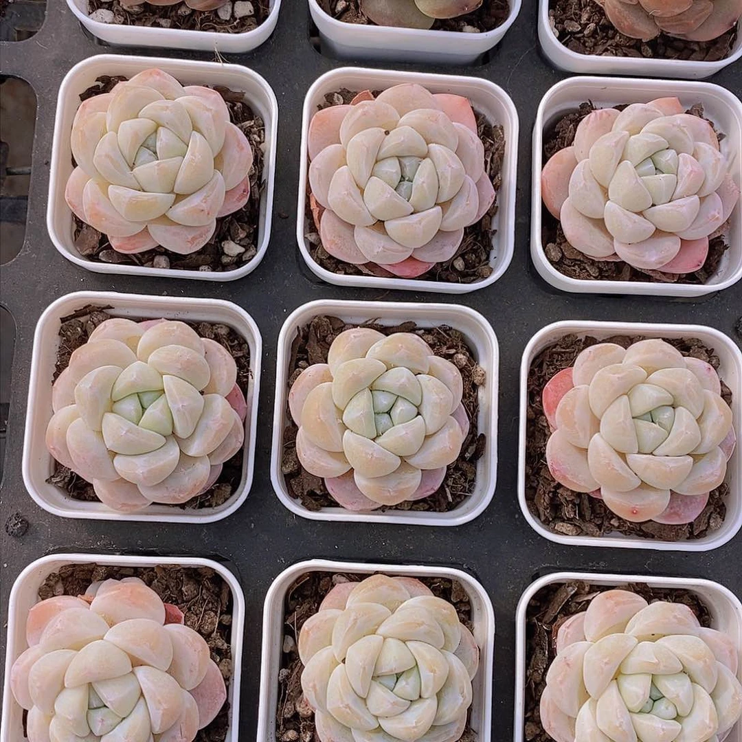 0125-小雪媚娘单头一颗 量拍