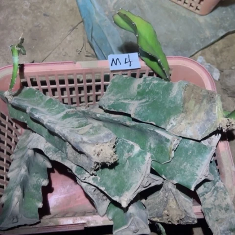 ?*饭M4十一个火龙果枝条20.5