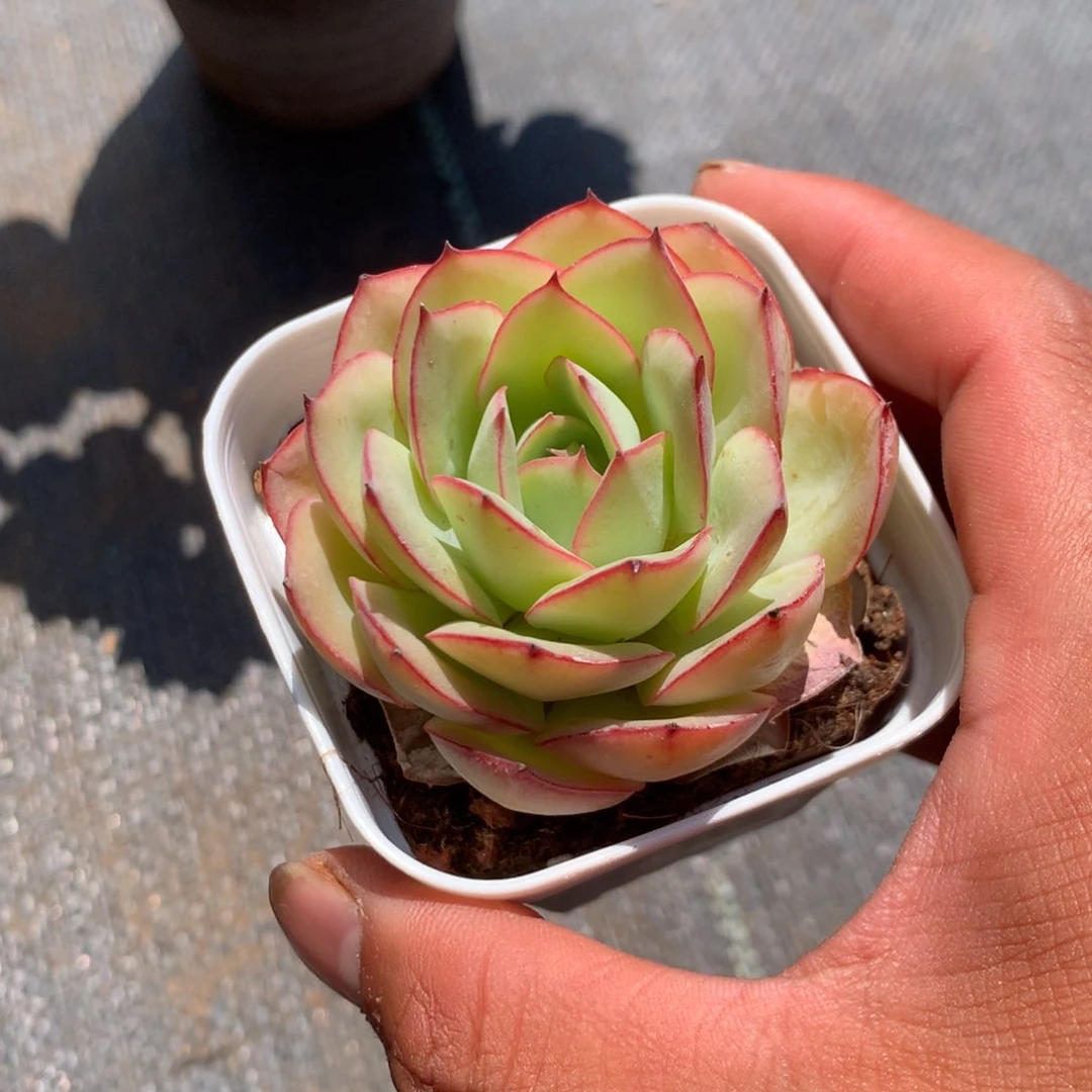 那时候是个啥东西不敢