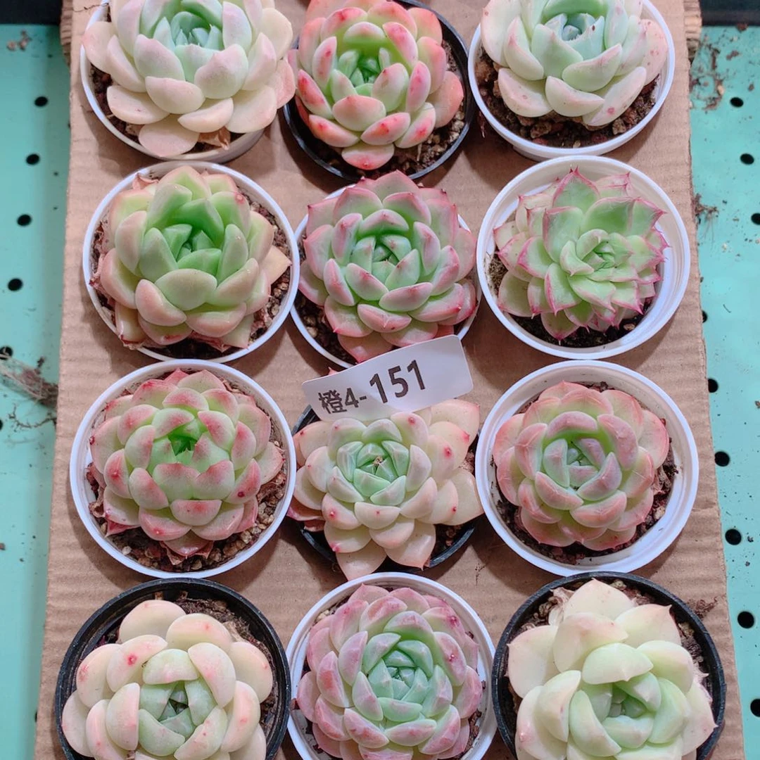 4-151一物一拍带盆18颗