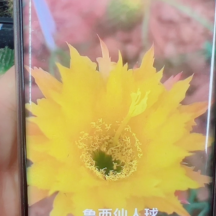 毛花柱TS111侧芽拍一发二