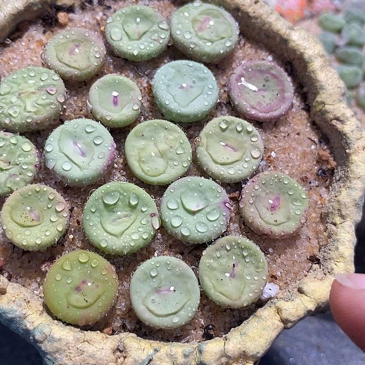 大型小红嘴一颗