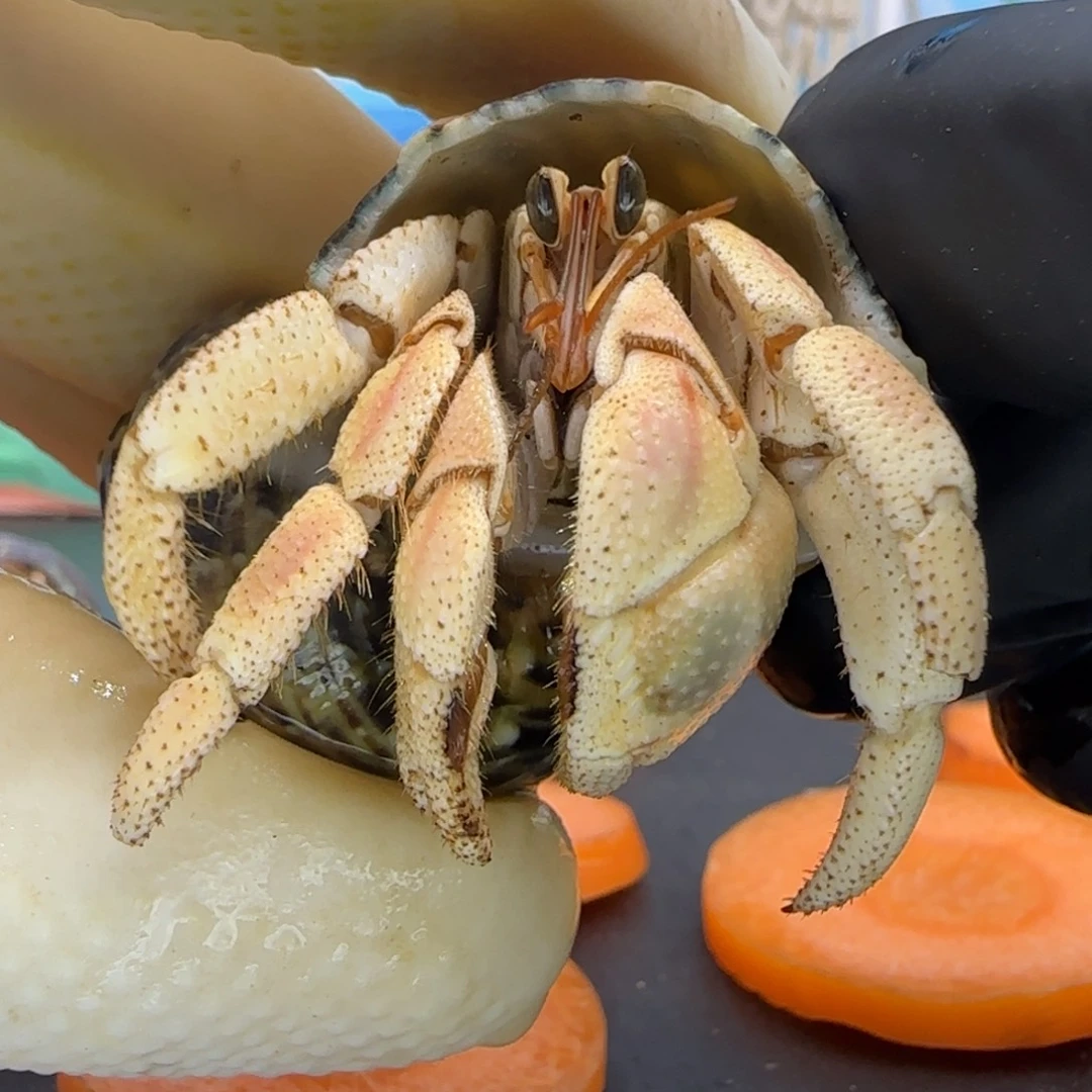 A39芝士粉灰白1.9cm口径