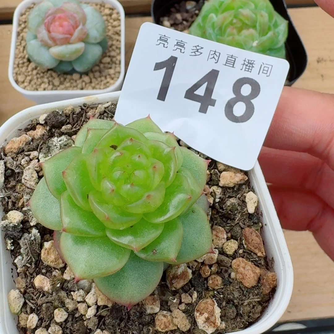 玉芷珍妮            精美多肉植物