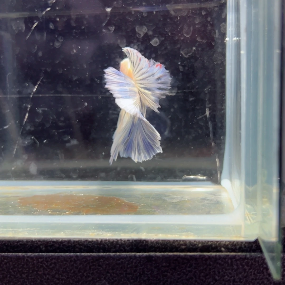 斗鱼浅色特殊尾hhhh