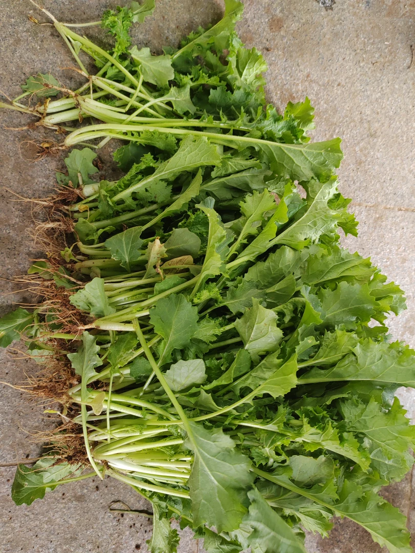 沂蒙山本地自家苔菜