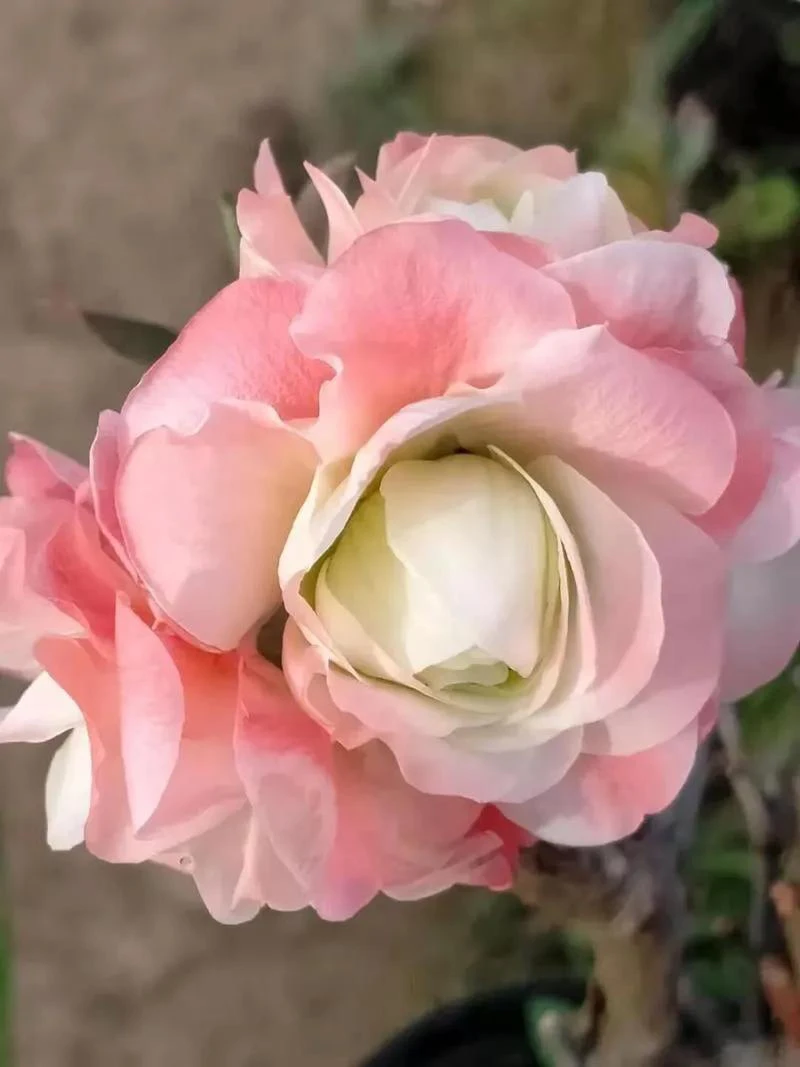 【彩玉海棠】花中仙子牡丹彩玉大花重瓣