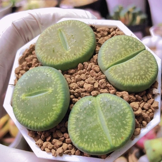 无花朵0697，2.7厘米左右如图绿光阳