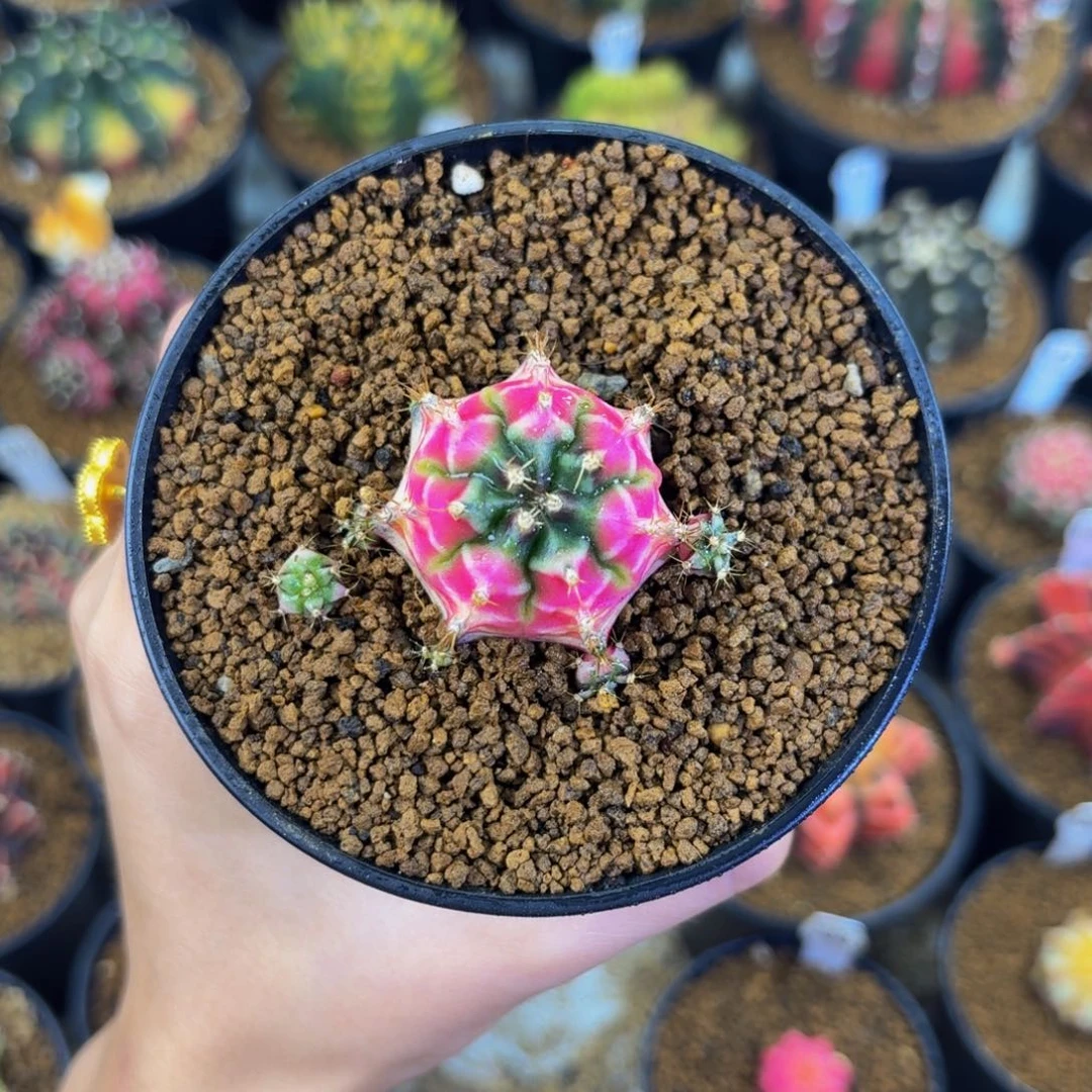 西班牙舞蹈系列00000000007