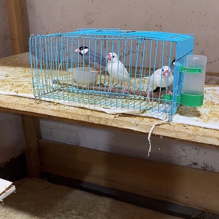 文鸟ꫛ****白加灰文鸟，包活到家