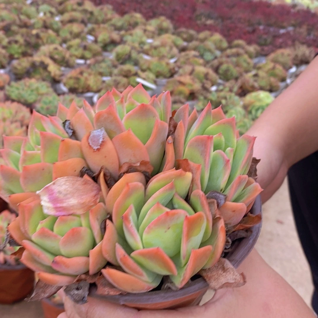 绮罗仙子五头起发，露养