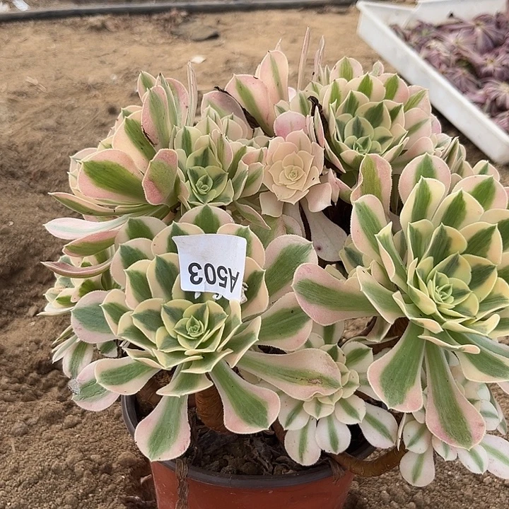 粉女巫多肉植物503