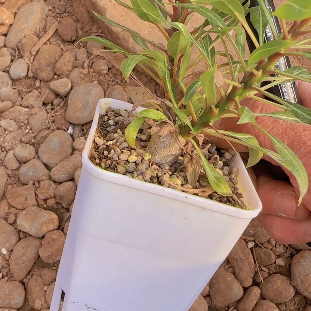 今***）块根植物块根植物