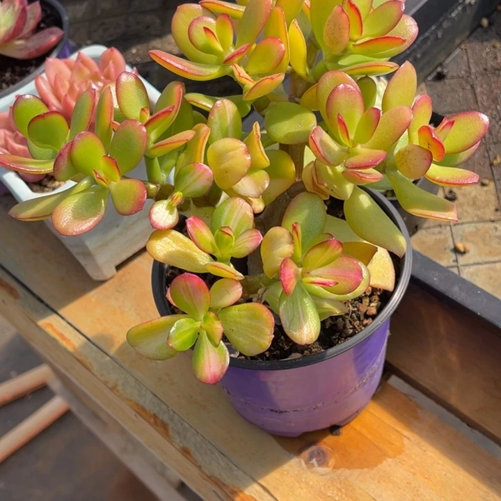 秋可园艺 七彩蝶锦群