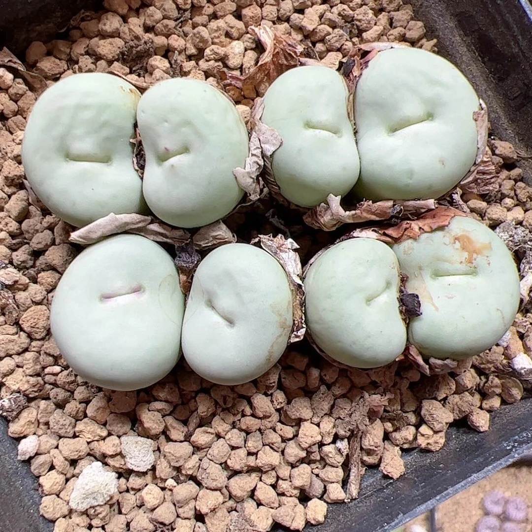 【闪购商品】6 大型红嘴