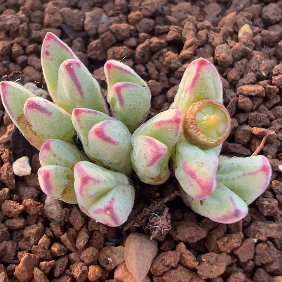 95多肉植物百科植物