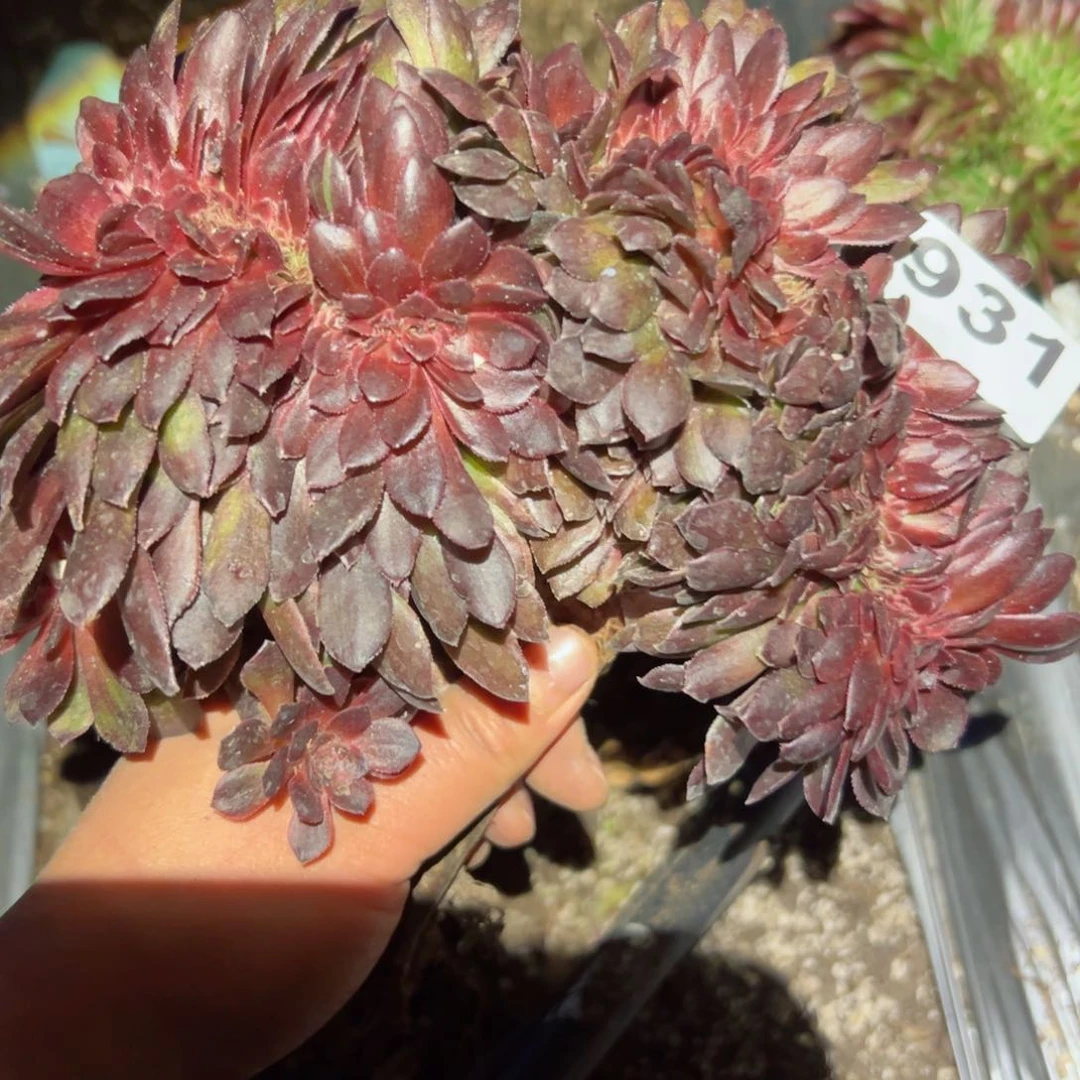 931 号多肉植物法师