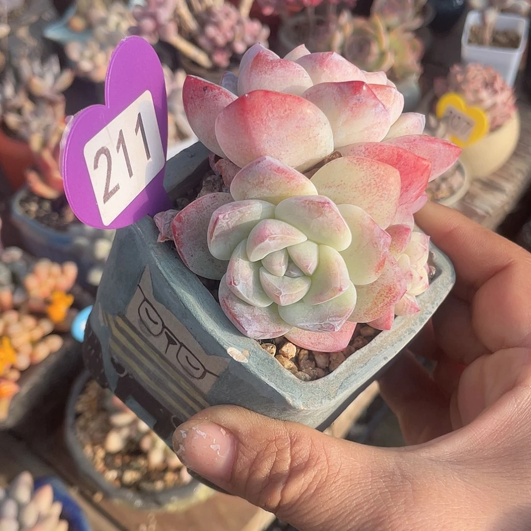 冰玉 带盆发货 8口盆