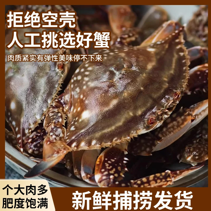 【活蟹】梭子蟹单只4两，顶盖肥明黄母蟹鲜活发货【保鲜不保活】斤