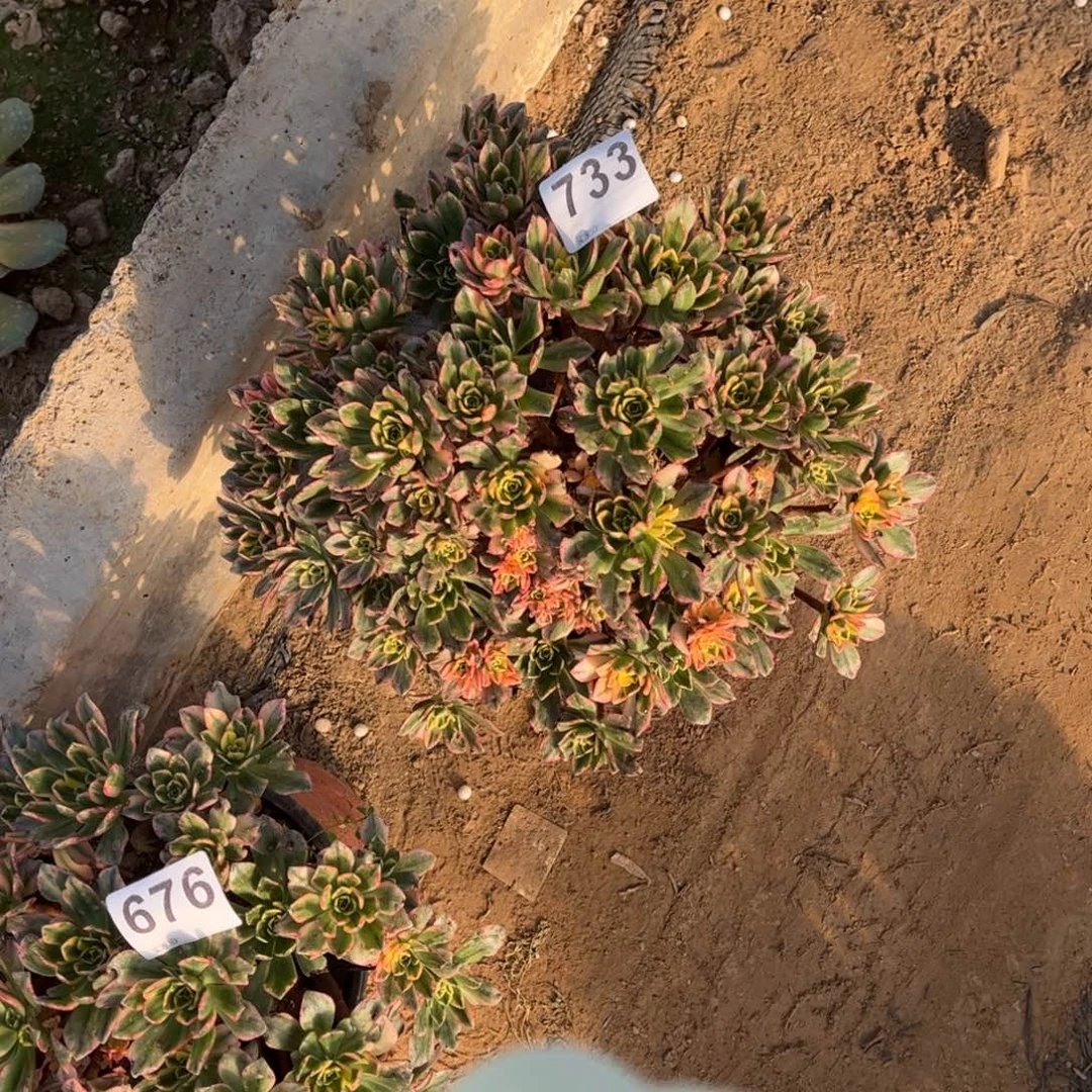 甜茶733不包断枝的