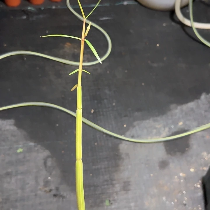 多肉植物竹节罗摩锦